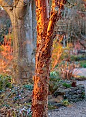 THE PICTON GARDEN AND OLD COURT NURSERIES, WORCESTERSHIRE: BARK, TRUNK OF ACER GRISEUM, TREES, BROWN, PEELING, MAPLES, MARCH