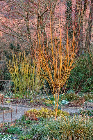 THE_PICTON_GARDEN_AND_OLD_COURT_NURSERIES_WORCESTERSHIRE_YELLOW_BARK_TRUNK_STEMS_OF_SALIX_ALBA_SUBSP