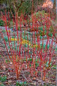 THE PICTON GARDEN AND OLD COURT NURSERIES, WORCESTERSHIRE: RED BARK, TRUNK, STEMS OF CORNUS ALBA BATON ROUGE, DOGWOODS, SHRUBS