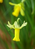 DRYAD NURSERY, YORKSHIRE: YELLOW FLOWERS OF DAFFODILS, NARCISSUS ANGELINA, SPRING, BULBS