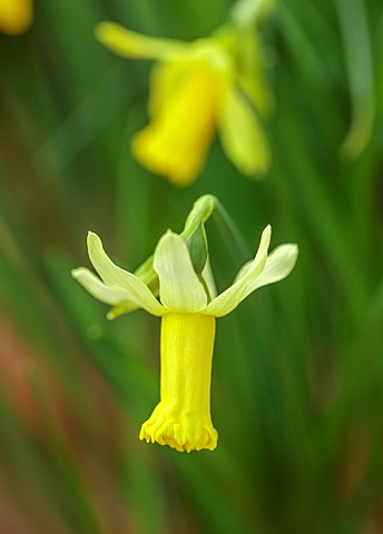 DRYAD_NURSERY_YORKSHIRE_YELLOW_FLOWERS_OF_DAFFODILS_NARCISSUS_ANGELINA_SPRING_BULBS