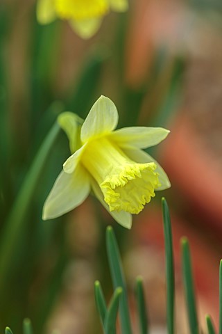 DRYAD_NURSERY_YORKSHIRE_YELLOW_FLOWERS_OF_DAFFODILS_NARCISSUS_TODDLER_SPRING_BULBS