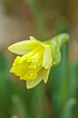 DRYAD NURSERY, YORKSHIRE: YELLOW FLOWERS OF DAFFODILS, NARCISSUS TODDLER, SPRING, BULBS