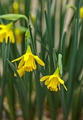 DRYAD NURSERY, YORKSHIRE: YELLOW FLOWERS OF DAFFODILS, NARCISSUS GALANTOQUILLA GROUP, SPRING, BULBS