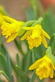 DRYAD NURSERY, YORKSHIRE: YELLOW FLOWERS OF DAFFODILS, NARCISSUS ASTURIENSIS, SPRING, BULBS