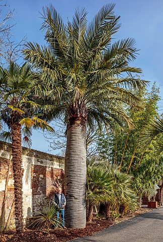 THE_PALM_CENTRE_LONDON_OWNER_MARTIN_GIBBONS_STANDING_BESIDE_A_HUGE_JUBAEA_CHILENSIS_CHILEAN_PALM_AGM