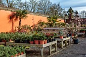 THE PALM CENTRE, LONDON: THE NURSERY, MARCH, PLANTS AND PALMS FOR SALE