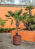 THE PALM CENTRE, LONDON: SPECIMEN OF TRACHYCARPUS WAGNERIANUS IN CONTAINER IN NURSERY, GREEN, LEAVES, FOLIAGE, ARCHITECTURAL, PALMS