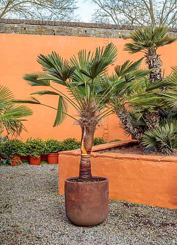 THE_PALM_CENTRE_LONDON_SPECIMEN_OF_TRACHYCARPUS_WAGNERIANUS_IN_CONTAINER_IN_NURSERY_GREEN_LEAVES_FOL