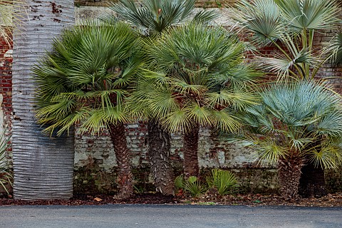 THE_PALM_CENTRE_LONDON_PALM_TREES_AGAINST_THE_WALL_INCLUDING_TRUNK_OF_JUBAEA_CHILENSIS_MARCH