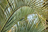 THE PALM CENTRE, LONDON: ARCHING LEAVES, FOLIAGE OF BUTIA ODORATA, JELLY PALM, MARCH