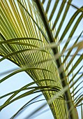 THE PALM CENTRE, LONDON: ARCHING LEAVES, FOLIAGE OF BUTIA ODORATA, JELLY PALM, MARCH