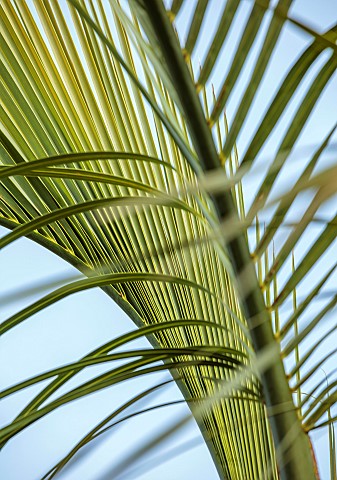 THE_PALM_CENTRE_LONDON_ARCHING_LEAVES_FOLIAGE_OF_BUTIA_ODORATA_JELLY_PALM_MARCH