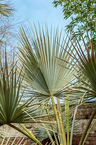THE_PALM_CENTRE_LONDON_MARCH_PALM_TREE_BESIDE_THE_WALL
