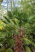THE PALM CENTRE, LONDON: MARCH, GREEN, ARCHITECTURAL, FOLIAGE, LEAVES OF TRACHYCARPUS WAGNERIANUS