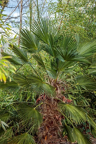 THE_PALM_CENTRE_LONDON_MARCH_GREEN_ARCHITECTURAL_FOLIAGE_LEAVES_OF_TRACHYCARPUS_WAGNERIANUS