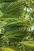 THE PALM CENTRE, LONDON: MARCH, GREEN, ARCHITECTURAL, FOLIAGE, LEAVES OF TRACHYCARPUS WAGNERIANUS, PALMS
