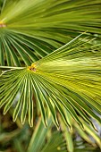 THE PALM CENTRE, LONDON: MARCH, GREEN, ARCHITECTURAL, FOLIAGE, LEAVES OF TRACHYCARPUS WAGNERIANUS, PALMS