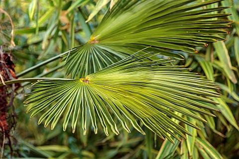 THE_PALM_CENTRE_LONDON_MARCH_GREEN_ARCHITECTURAL_FOLIAGE_LEAVES_OF_TRACHYCARPUS_WAGNERIANUS_PALMS