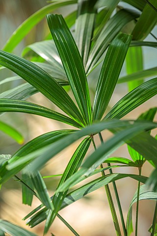 THE_PALM_CENTRE_LONDON_MARCH_GREEN_ARCHITECTURAL_FOLIAGE_LEAVES_OF_RHAPIS_EXCELSA_BAMBOO_PALM_EVERGR
