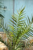 THE PALM CENTRE, LONDON: MARCH, GREEN, ARCHITECTURAL, FOLIAGE, LEAVES OF PHOENIX CANARIENSIS, CANARY ISLAND DATE PALM