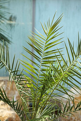 THE_PALM_CENTRE_LONDON_MARCH_GREEN_ARCHITECTURAL_FOLIAGE_LEAVES_OF_PHOENIX_CANARIENSIS_CANARY_ISLAND