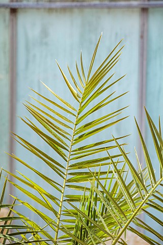 THE_PALM_CENTRE_LONDON_MARCH_GREEN_ARCHITECTURAL_FOLIAGE_LEAVES_OF_PHOENIX_CANARIENSIS_CANARY_ISLAND