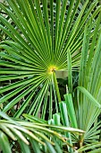 THE PALM CENTRE, LONDON: MARCH, GREEN, ARCHITECTURAL, FOLIAGE, LEAVES OF TRACHYCARPUS NAGGY, PALMS