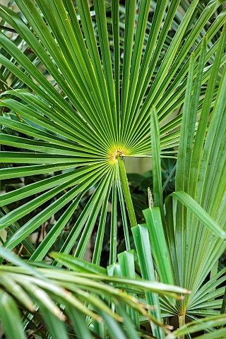 THE_PALM_CENTRE_LONDON_MARCH_GREEN_ARCHITECTURAL_FOLIAGE_LEAVES_OF_TRACHYCARPUS_NAGGY_PALMS