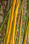 THE PALM CENTRE, LONDON: MARCH, GREEN, YELLOW,  ARCHITECTURAL, STEMS, TRUNKS, BAMBOOS