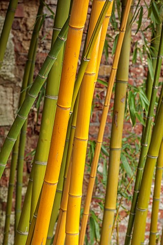 THE_PALM_CENTRE_LONDON_MARCH_GREEN_YELLOW__ARCHITECTURAL_STEMS_TRUNKS_BAMBOOS
