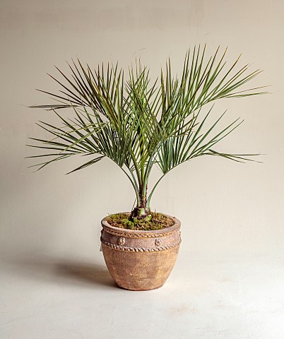 THE_PALM_CENTRE_LONDON_MARCH_GREEN_ARCHITECTURAL_FOLIAGE_CONTAINER_PALMS_CHAMAEROPS_HUMILIS_CERIFERA