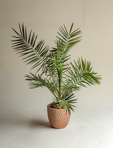 THE_PALM_CENTRE_LONDON_MARCH_GREEN_ARCHITECTURAL_FOLIAGE_CONTAINER_PALMS_PHOENIX_CANARIENSIS_CANARY_