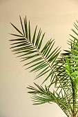 THE PALM CENTRE, LONDON: MARCH, GREEN, ARCHITECTURAL, FOLIAGE, CONTAINER, PALMS, PHOENIX CANARIENSIS, CANARY ISLAND DATE PALM