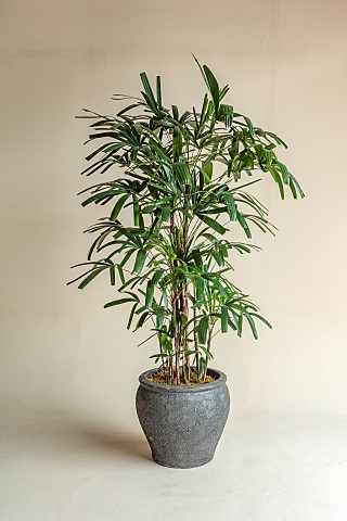 THE_PALM_CENTRE_LONDON_MARCH_GREEN_ARCHITECTURAL_FOLIAGE_CONTAINER_PALMS_RHAPIS_EXCELSA_LADY_PALM