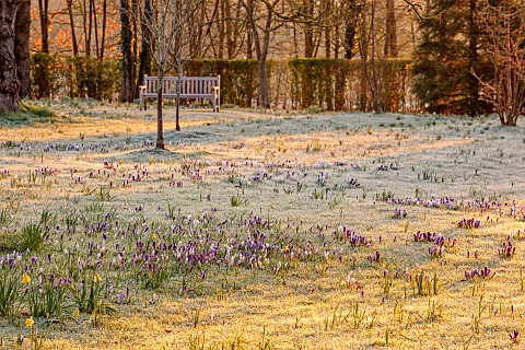 MORTON_HALL_GARDENS_WORCESTERSHIRE_SUNRISE_MARCH_THE_MEADOW_PARK_WOODEN_BENCH_FROST_FROSTY_CROCUS_GR