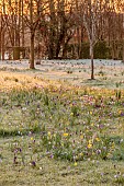 MORTON HALL GARDENS, WORCESTERSHIRE: SUNRISE, MARCH, THE MEADOW, PARK, FROST, FROSTY, CROCUS, GRASS, NATURALIZED, DRIFTS, DAFFODILS, NARCISSUS