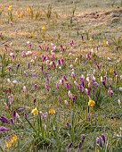 MORTON HALL GARDENS, WORCESTERSHIRE: SUNRISE, MARCH, THE MEADOW, PARK, FROST, FROSTY, CROCUS, GRASS, NATURALIZED, DRIFTS, NARCISSUS, DAFFODILS, BULBS