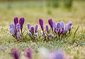 MORTON HALL GARDENS, WORCESTERSHIRE: SUNRISE, MARCH, THE MEADOW, PARK, FROST, FROSTY, CROCUS, GRASS, NATURALIZED, BULBS