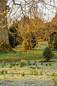 MORTON HALL GARDENS, WORCESTERSHIRE: SUNRISE, MARCH, THE MEADOW, PARK, FROST, FROSTY, YELLOW FLOWERS OF CORNUS MAS PIONEER