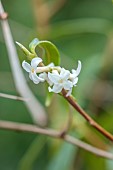 MORTON HALL GARDENS, WORCESTERSHIRE: WHITE FLOWERS OF DAPHNE BHOLUA COBHAY SNOW, SHRUBS, MARCH, WINTER, SCENT, SCENTED, FRAGRANT