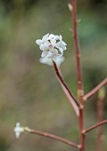 MORTON HALL GARDENS, WORCESTERSHIRE: WHITE FLOWERS OF DAPHNE CORBAY SNOW, SHRUBS, MARCH, WINTER, SCENT, SCENTED, FRAGRANT