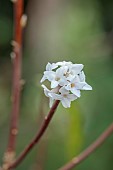 MORTON HALL GARDENS, WORCESTERSHIRE: WHITE FLOWERS OF DAPHNE CORBAY SNOW, SHRUBS, MARCH, WINTER, SCENT, SCENTED, FRAGRANT