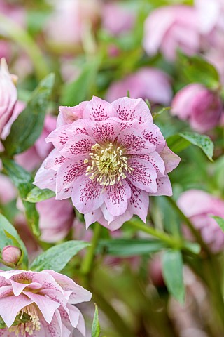 MORTON_HALL_GARDENS_WORCESTERSHIRE_PINK_FLOWERS_OF_HELLEBORES_MARCH_PERENNIALS