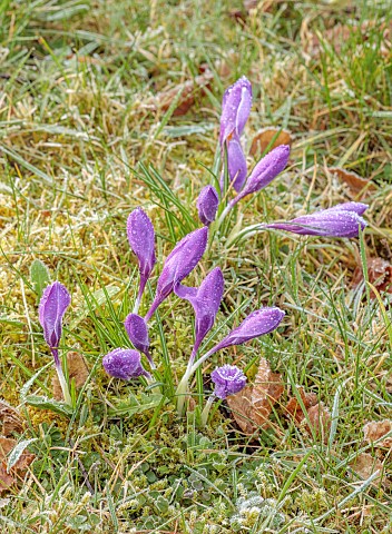 MORTON_HALL_GARDENS_WORCESTERSHIRE_FROSTED_CROCUS_MARCH_WINTER_SPRING_BULBS_FROSTY_FROSTED_CROCUS_TO