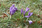 MORTON HALL GARDENS, WORCESTERSHIRE: FROSTED CROCUS, MARCH, WINTER, SPRING, BULBS, FROSTY, FROSTED, CROCUS TOMASSINIANUS WHITEWELL PURPLEMORTON HALL GARDENS, WORCESTERSHIRE: