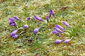 MORTON HALL GARDENS, WORCESTERSHIRE: FROSTED CROCUS, MARCH, WINTER, SPRING, BULBS, FROSTY, FROSTED, CROCUS TOMASSINIANUS WHITEWELL PURPLE