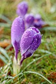 MORTON HALL GARDENS, WORCESTERSHIRE: FROSTED CROCUS, MARCH, WINTER, SPRING, BULBS, FROSTY, FROSTED