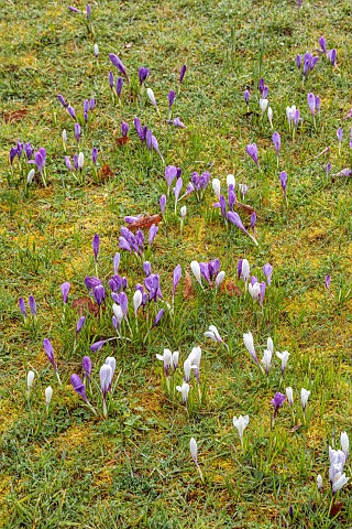 MORTON_HALL_GARDENS_WORCESTERSHIRE_FROSTED_CROCUS_MARCH_WINTER_SPRING_BULBS_FROSTY_FROSTED
