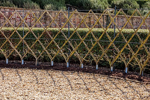 THE_NEWT_IN_SOMERSET_WINTER_MARCH_WALLED_GARDEN_ESPALIERED_APPLES_HEDGES_HEDGING